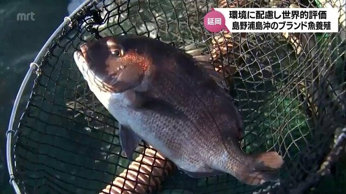 自然環境に配慮した養殖方法で世界的評価　延岡市のブランド魚「しまうら真鯛」　国際的な認証制度「ASC認証」取得へ　|TBS NEWS DIG