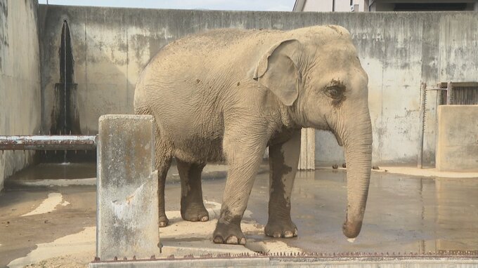 【昭和100年】「動物園は平和の象徴だと思う」　開園106年の動物園　賑わい、戦争被害、復興の歴史　甲府市立動物園|TBS NEWS DIG