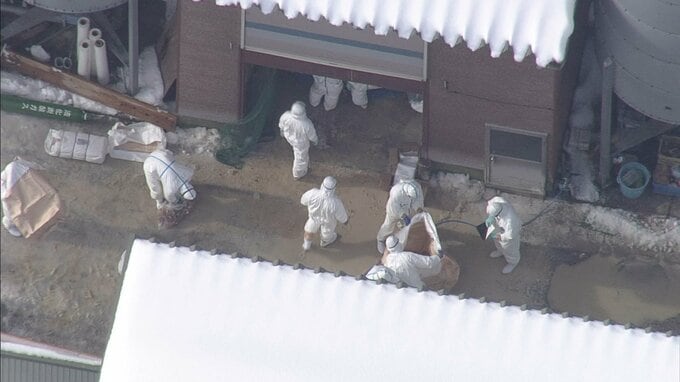 “全国でも2番目の多さ” 130万羽の処分開始　高病原性鳥インフルエンザ　新潟県村上市の養鶏場|TBS NEWS DIG