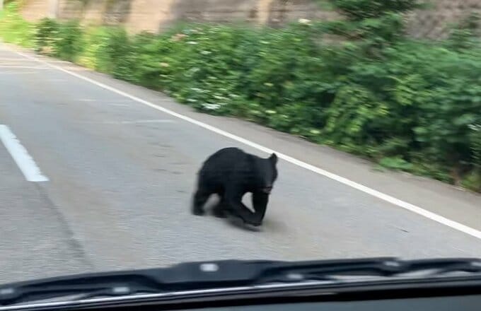 国道でクマ2頭に遭遇！あわや正面衝突　1頭が突進する先は…　岐阜・飛騨市　|　富山のニュース｜天気・防災｜チューリップテレビ