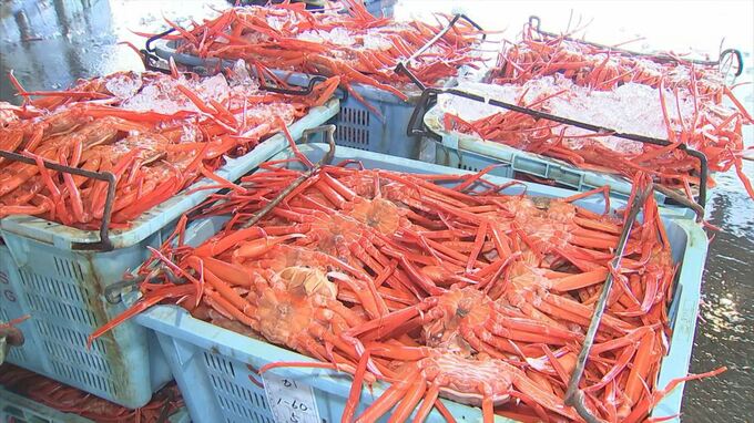 境港でベニズワイガニ初競り　過去10年で最高値の取り引き　|　BSSニュース | BSS山陰放送