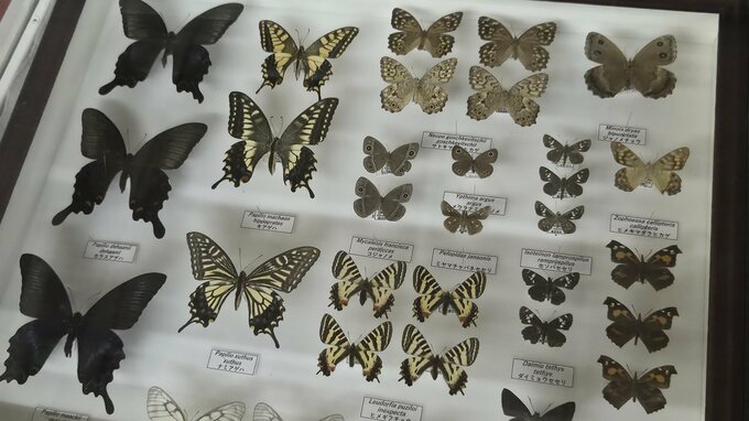 チョウ、カミキリの展示数が豊富！昆虫を愛する気持ちが熱く伝わってくる標本展　岩手・北上市　|TBS NEWS DIG