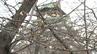 【速報】大阪で桜が開花　大阪城公園の標本木で５輪以上を確認　|　MBSニュース | 関西の最新ニュースを分かりやすく。