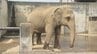【昭和100年】「動物園は平和の象徴だと思う」　開園106年の動物園　賑わい、戦争被害、復興の歴史　甲府市立動物園　|　山梨のニュース | ＵＴＹテレビ山梨