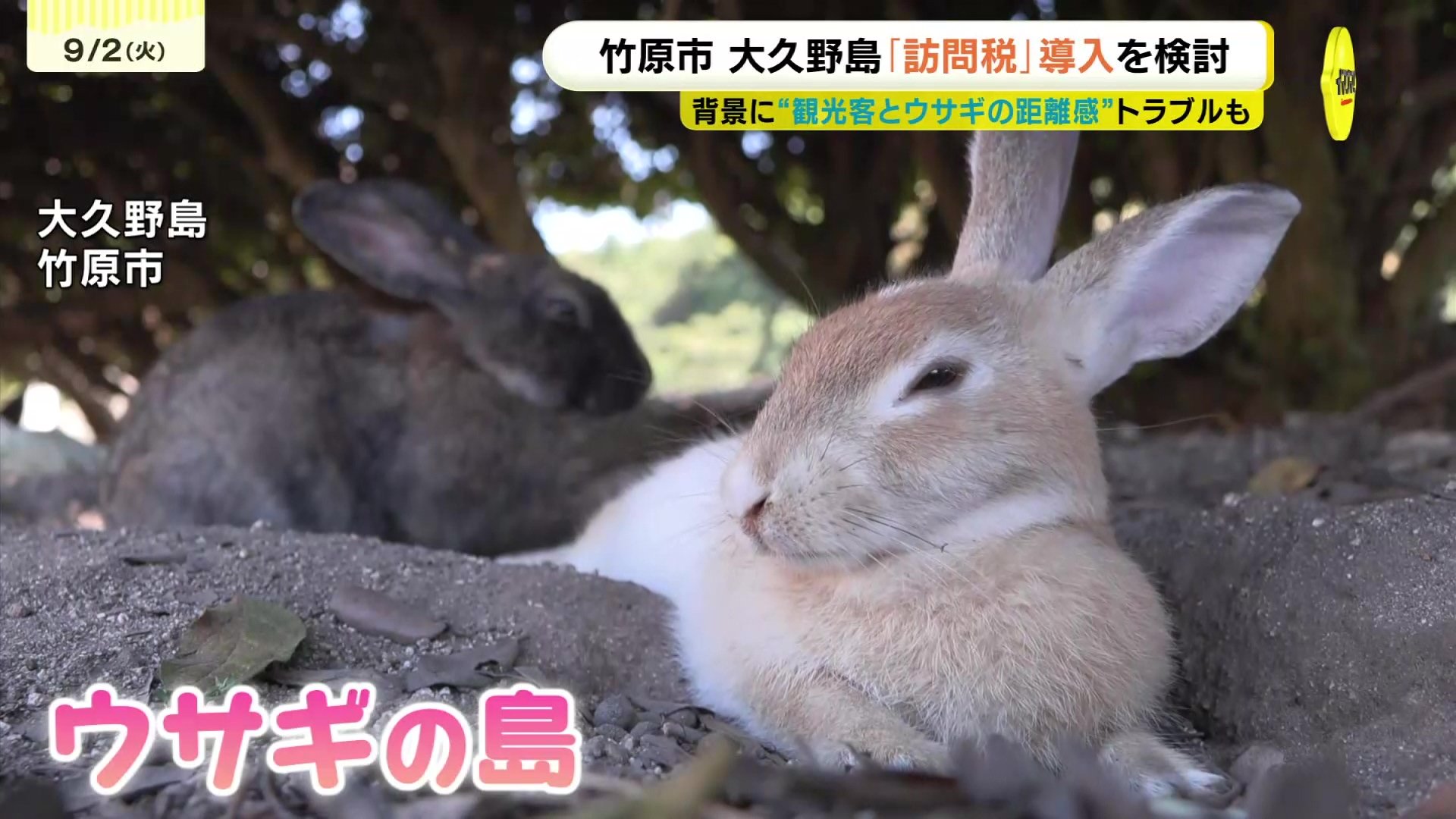 うさぎ様確認ページ うさぎが懐いている時の行動10選｜信頼サインを徹底解説