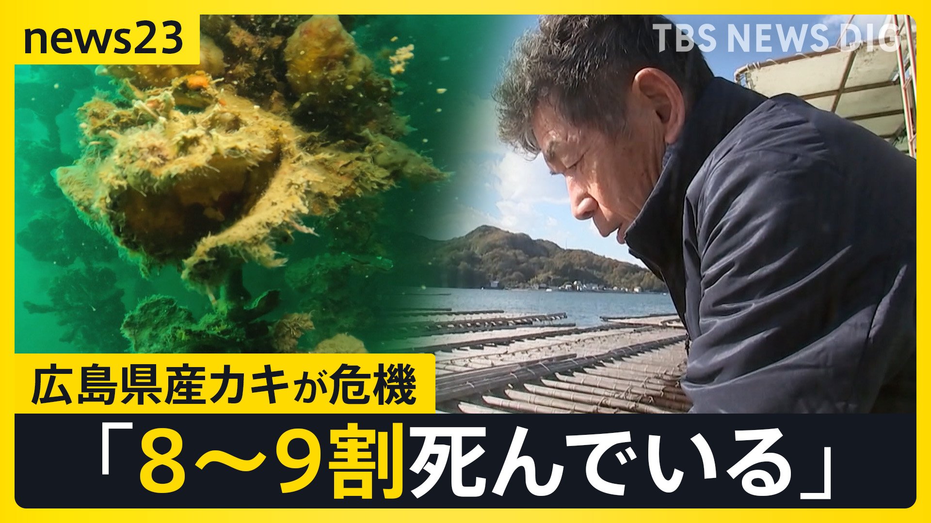 カキの“大量死” 広島・呉市の海には中身ないカキが大量に…「辞める人も