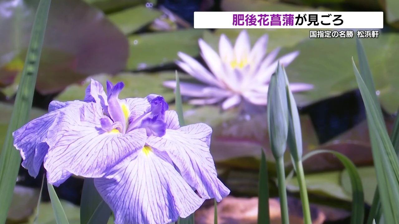 肥後六花のひとつ「肥後花菖蒲」見ごろ 熊本 | 熊本のニュース｜RKK