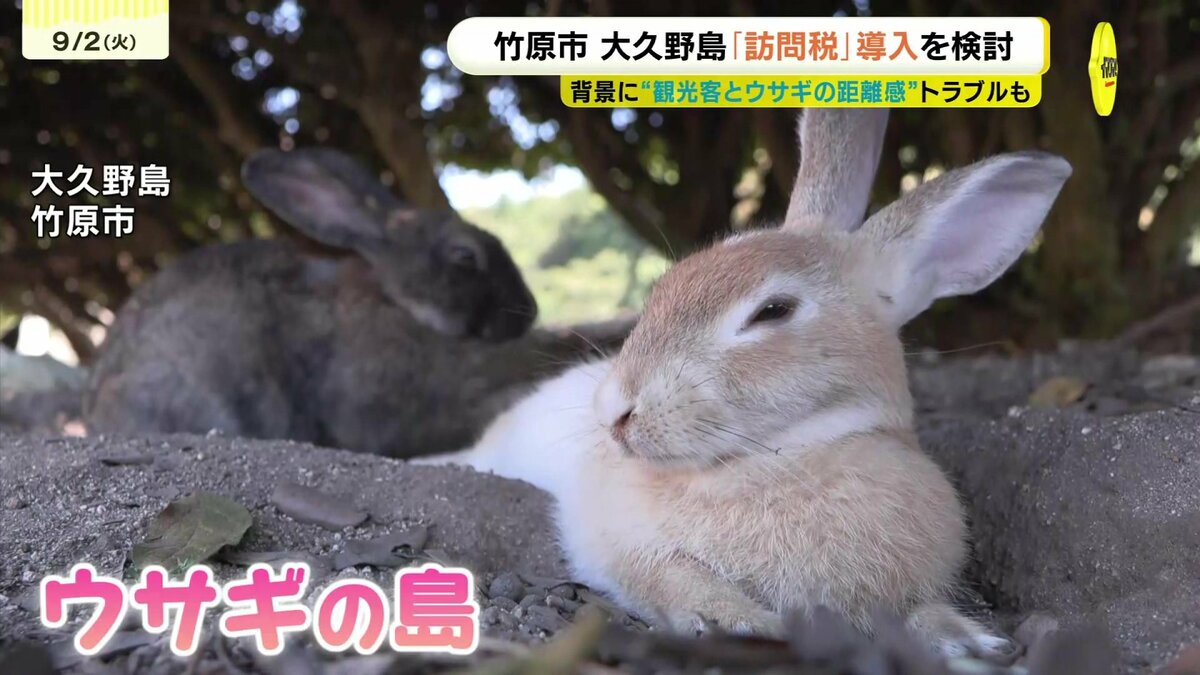 ウサギのために使ってもらえるのなら…」“ウサギの島”大久野島で「訪問