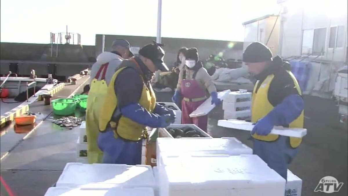 セール　秦森康屯　日本海 やっぱり漁師は海に出てなんぼだから」『後発地震注意情報』の発表中に
