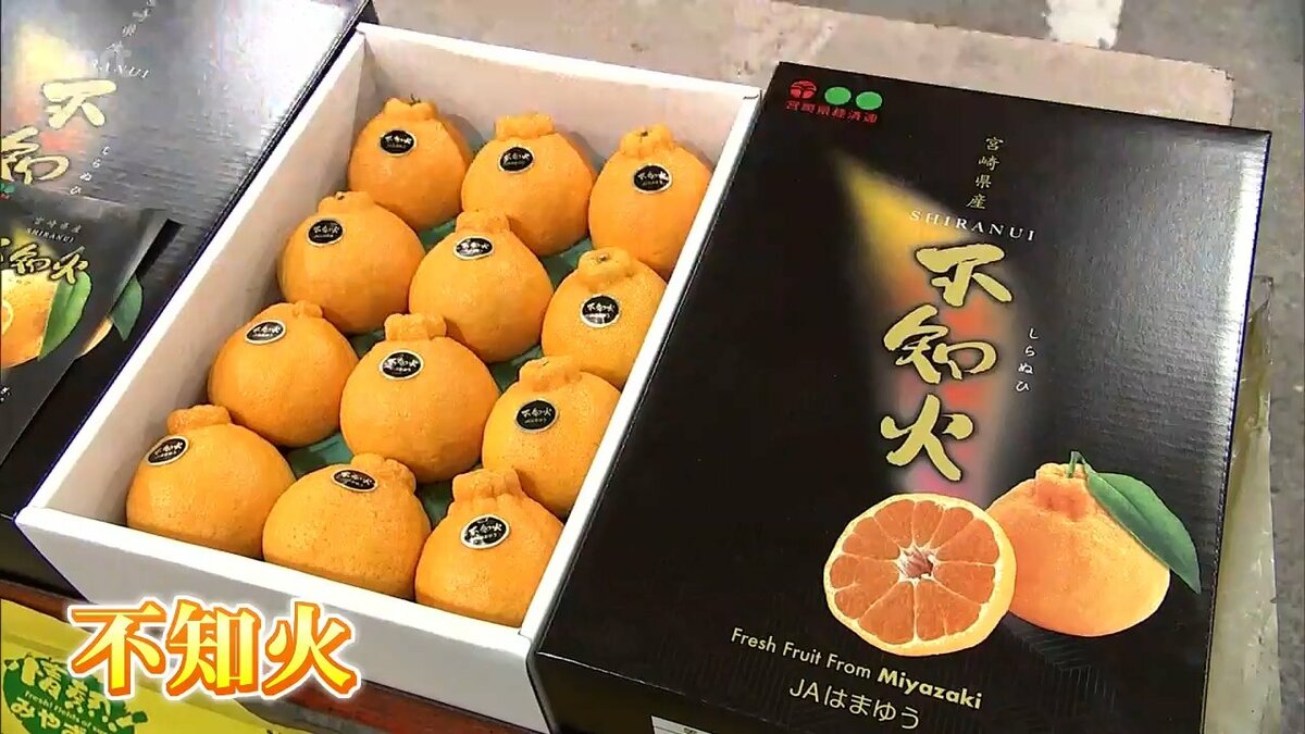 年末年始の贈答用に人気の柑橘類「不知火」 ハウスものの今季初競り 1