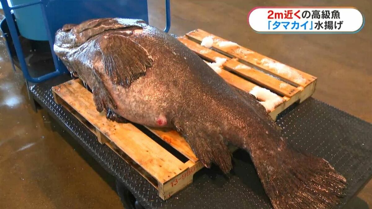 成人より巨大な185センチ・118キロ！ 鹿児島市で6年ぶり「タマカイ」 2