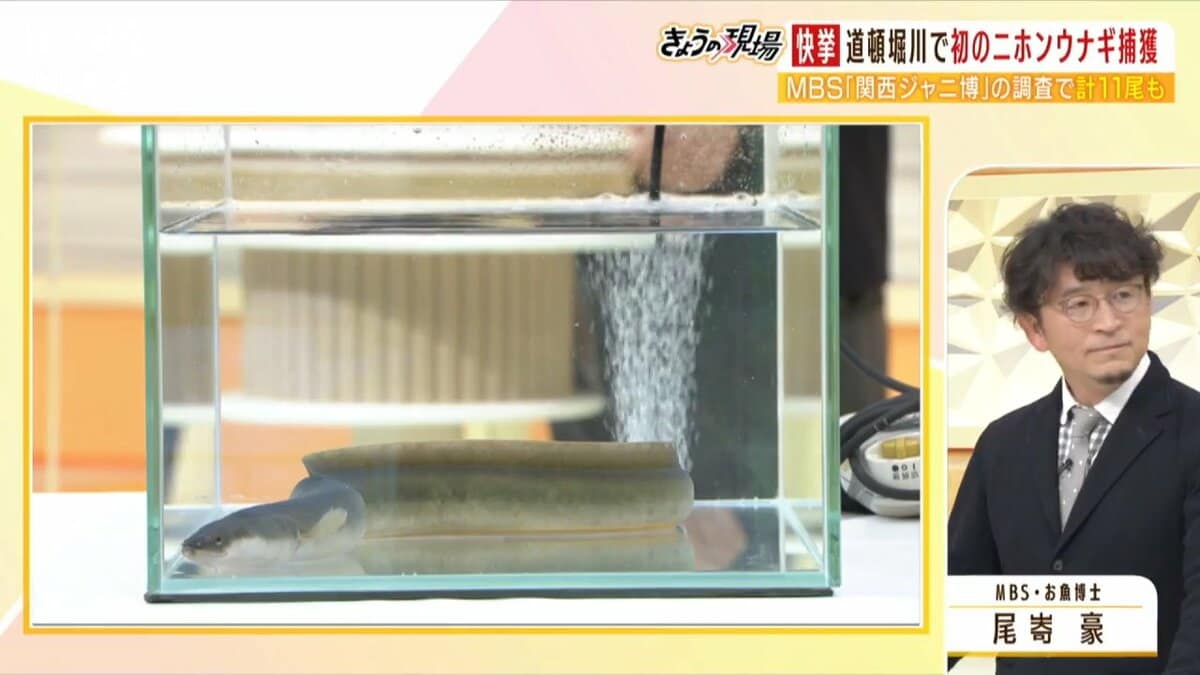 道頓堀 川 遺体