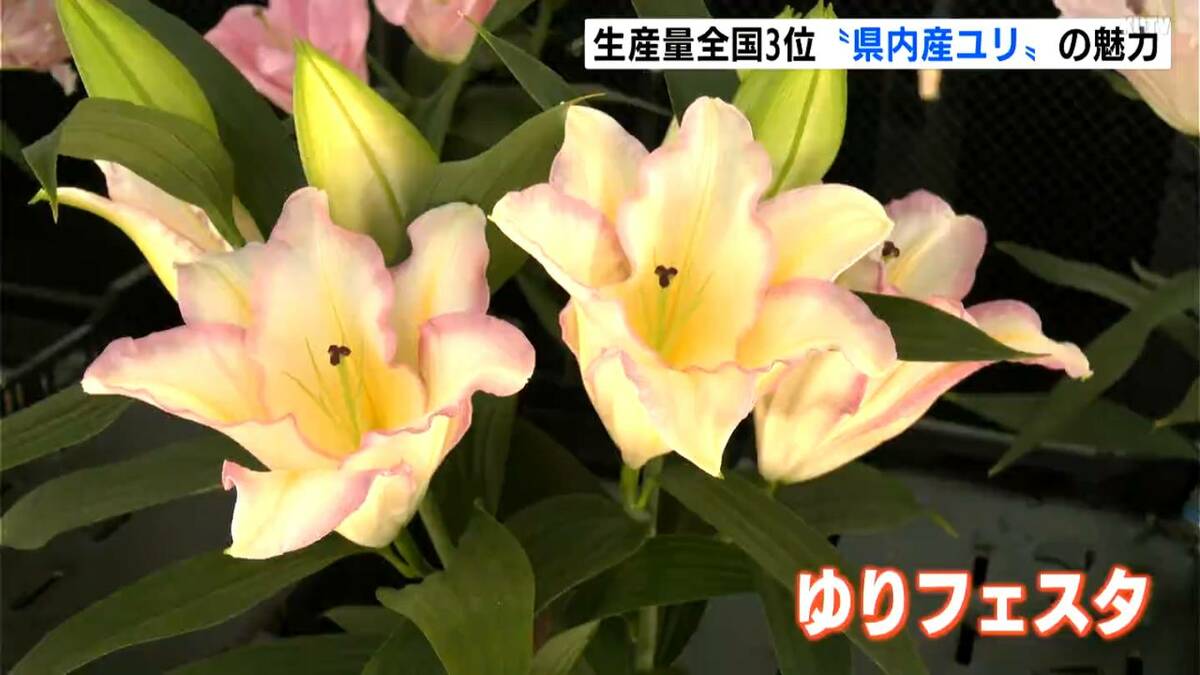 生産量は全国3位！高知県産ユリの魅力を大勢の人に発信　近年はきついにおいが改善された品種も「新品種アピールしたい」【高知】