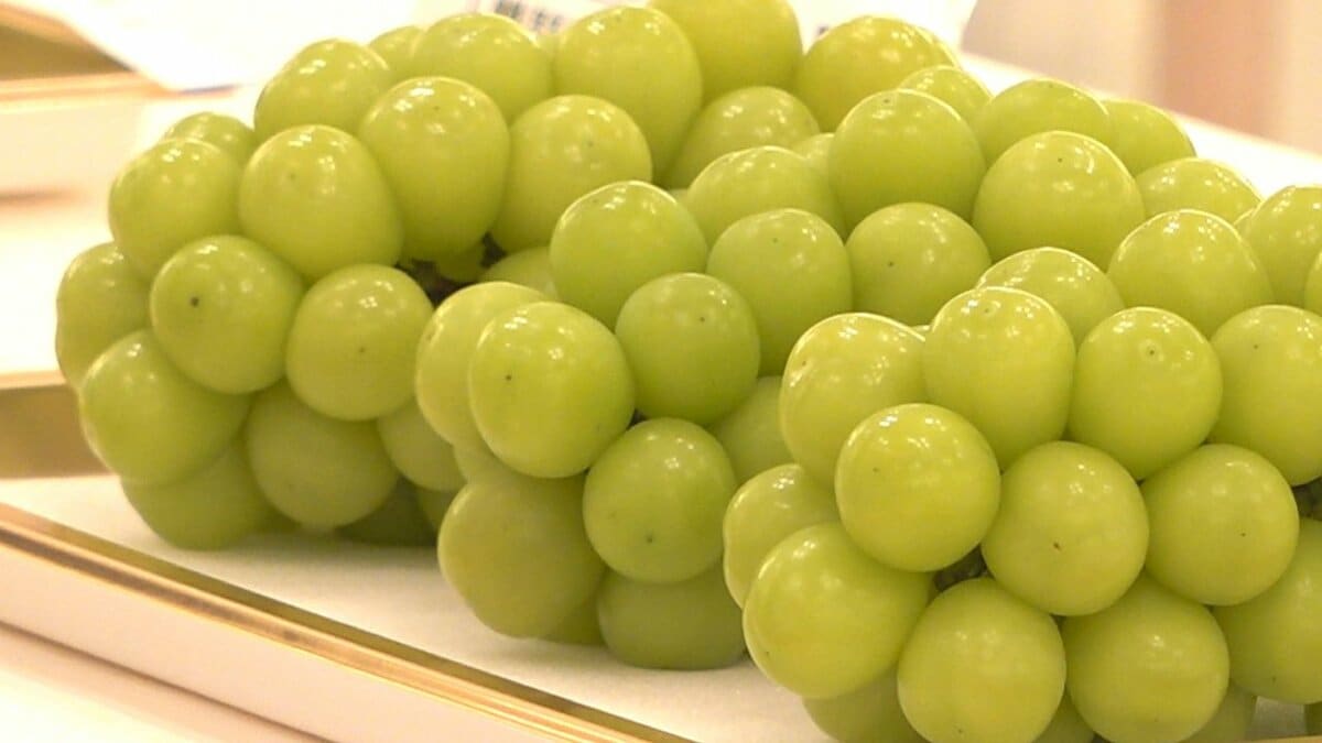 小粒傾向も高糖度で良質　シャインマスカットの品評会　香りや食感など9項目を評価　山梨