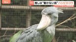 15年ぶりパンダ不在の上野動物園 新たなスターは“動かない鳥”ハシビロコウ 小池都知事も「推しですね!キモカワ」|TBS NEWS DIG