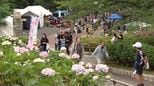 若松区の高塔山公園で「あじさい祭り」約７万４９００株　植樹で数は３倍に|TBS NEWS DIG