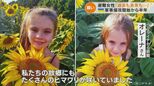 「ウクライナの両親を思い出す…」侵攻から半年 ハルキウから避難した女性は家族でひまわり畑に向かった | 名古屋・愛知・岐阜・三重のニュース【CBC news】 | CBC web