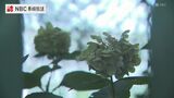佐世保高一同級生殺害事件から今月26日で11年 加害者・被害者が通っていて高校で「命について考える」集会 | 長崎のニュース | 天気 | NBC長崎放送