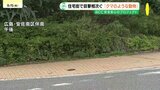 「イノシシやアナグマじゃない」住宅街に“クマのような動物”　目撃情報相次ぐ　１m超の動物目撃の男性は　広島市安佐南区|TBS NEWS DIG