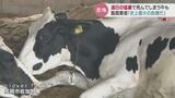 牛が熱中症で死ぬ深刻な暑さ 対策に励む酪農家は赤字転落「日本酪農史の史上最大の危機」と悲鳴 富山|TBS NEWS DIG