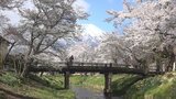 「きょうは最高」 200本のソメイヨシノが富士山と共演! 山梨・忍野村 新名庄川 | 山梨のニュース | UTYテレビ山梨