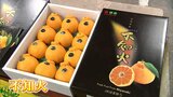 年末年始の贈答用に人気の柑橘類「不知火」 ハウスものの今季初競り 1箱8玉入りで2万円の過去最高値 | MRTニュース | MRT宮崎放送