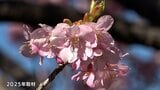 春の訪れを告げる河津桜 伊豆半島南部の今年の見頃は2月中旬の見込み 最新の開花予想を発表=静岡県伊豆農業研究センター　|　静岡のニュース | SBSNEWS | 静岡放送