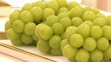 小粒傾向も高糖度で良質 シャインマスカットの品評会 香りや食感など9項目を評価 山梨 | 山梨のニュース | UTYテレビ山梨