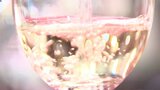 芳醇な香りが会場を包む 葛巻町特産のワインの新酒をお披露目 パーティーで参加者が味わう 岩手・盛岡市|TBS NEWS DIG