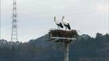 まんのう町の “電柱の巣”に「コウノトリ」が帰ってきた 巣を守る工事をした町は「遠くから観察して」【香川】|TBS NEWS DIG