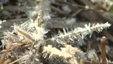 薮川(盛岡市)は-12.3℃ 岩手県内厳しい冷え込みに 池にはハクチョウの群れ | IBC NEWS | IBC岩手放送