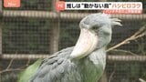 15年ぶりパンダ不在の上野動物園　新たなスターは“動かない鳥”ハシビロコウ　小池都知事も「推しですね！キモカワ」|TBS NEWS DIG