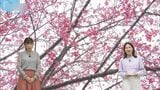 桜の「標本木」ソメイヨシノではない 那覇と旭川は違う桜 理由は?|TBS NEWS DIG