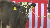 1頭100万円!黒島で子牛の初競り 平均価格は安値のまま|TBS NEWS DIG