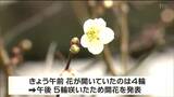 「ずいぶん暖かいので咲いてもおかしくない」仙台でウメ開花 平年より10日、去年より13日早い tbc気象台|TBS NEWS DIG