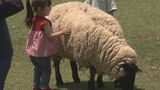 「フワフワで毛布みたい…」『牧歌の里』で羊の毛刈り 6月23日まで週末に開催 岐阜・郡上市|TBS NEWS DIG