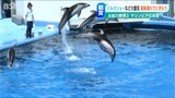 「子どもが水族館に行きたいと」中南米のバルバドスからも…イルカショーに超満員の1200人!水族館大にぎわい 新潟市中央区・マリンピア日本海|TBS NEWS DIG