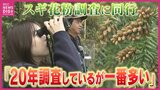 来年春の花粉症はかなりキツそう 西日本は “大量飛散”予想「過去10年で最多に匹敵」のおそれ 実際にスギ林に見に行くと…国のスギ林調査に同行 |TBS NEWS DIG