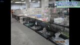 「健康確保が困難に」 県が緊急措置として保護 廃業のペットショップに300超のイヌ・ネコなど|TBS NEWS DIG