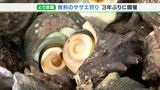 「何個獲ったかわからない！」サザエ無料狩り3年ぶりに開催＝静岡・松崎町|TBS NEWS DIG