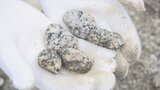 河原の石を明治神宮へ!? 山梨県北杜市白州町で白玉石拾い 100年以上続く明治神宮への奉納 | 山梨のニュース | UTYテレビ山梨