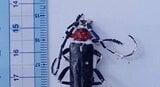 【被害拡大】モモやサクラなどを食い荒らす、特定外来生物「クビアカツヤカミキリ」長野・上田市と東御市でも薬剤配布が始まる…9月に入って、長野市と辰野町でも成虫が見つかる　|　SBC NEWS | 長野のニュース | SBC信越放送