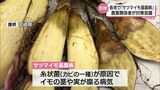 宮崎県内各地で「サツマイモ基腐病(もとぐされびょう)」が発生 宮崎市で対策会議 | MRTニュース | MRT宮崎放送