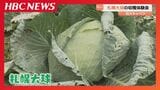 ずっしり約15キロ ！巨大キャベツ「札幌大球」の収穫体験会　オーナー制度で伝統野菜を守る　市役所食堂でメニュー提供も|TBS NEWS DIG