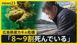 カキの“大量死” 広島・呉市の海には中身ないカキが大量に…「辞める人も出てくるのでは」来季の出荷にもすでに影響 政府は支援策発表【news23】|TBS NEWS DIG