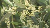 4500本のオリーブ 可憐な小さな花が咲き始める 見頃は5月末まで 大分・国東市 | 大分のニュース|OBS NEWS|大分放送