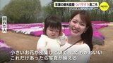45万株のシバザクラに100万本のネモフィラ　春らんまん　フラワービレッジ花夢の里（広島･世羅町）　|　RCC NEWS | 広島ニュース | RCC中国放送