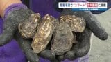 『スマート養殖』で漁業が変わる?“貝の成長と環境データ” をスマホで分析 干潟で重労働な「カキ養殖」の負担軽減へ|TBS NEWS DIG