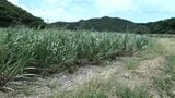 奄美襲った台風13号 農業に被害相次ぐ|TBS NEWS DIG