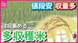 「安くてうまくて儲かる」コメ不足で注目される“多収穫米”　魅力はコシヒカリより10アール約300kg多い収穫量　食味も良く増産目指す 農家も「秋の収穫が楽しみ」|TBS NEWS DIG